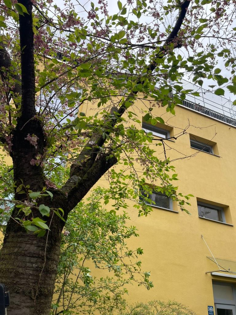 Gebrochener Baumast im Innenhof einer Wohnanlage als akutes Sicherheitsrisiko (1/2)
